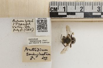 Media type: image;   Entomology 788365 Aspect: Labels